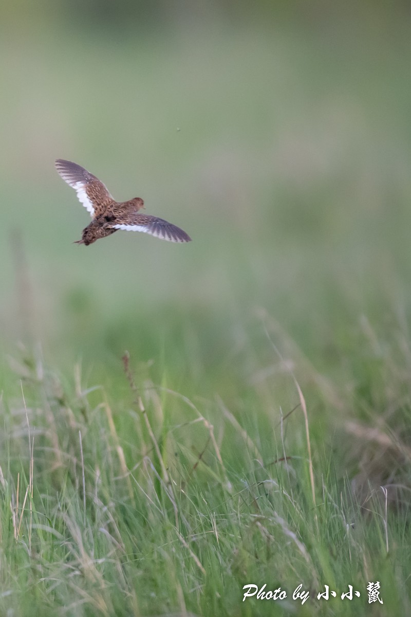 Swinhoe's Rail - ML487609951