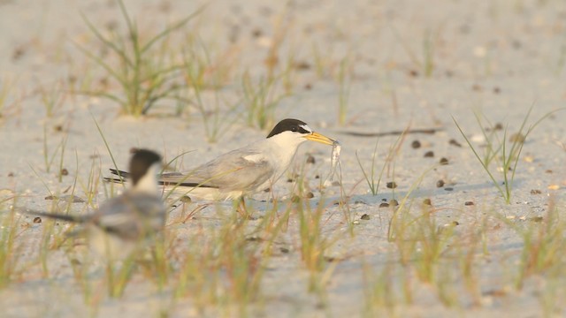 Least Tern - ML487610