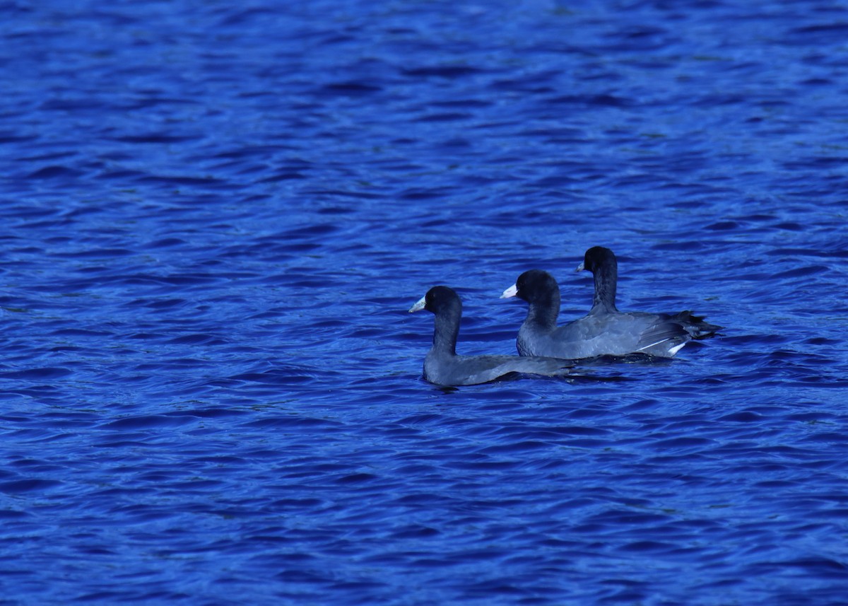 American Coot - ML487610291