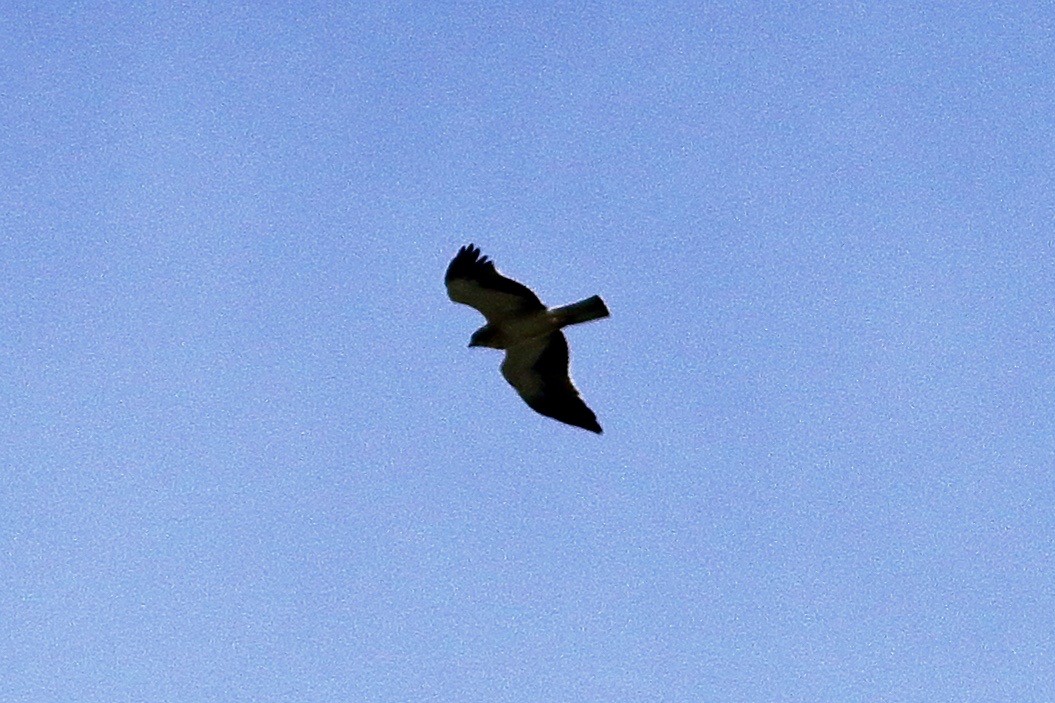 Booted Eagle - ML487610661