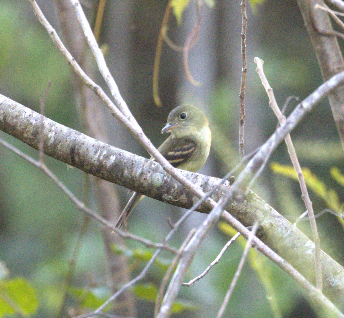 Empidonax sp. - Juli deGrummond