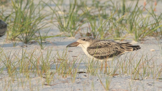 Black Skimmer - ML487611