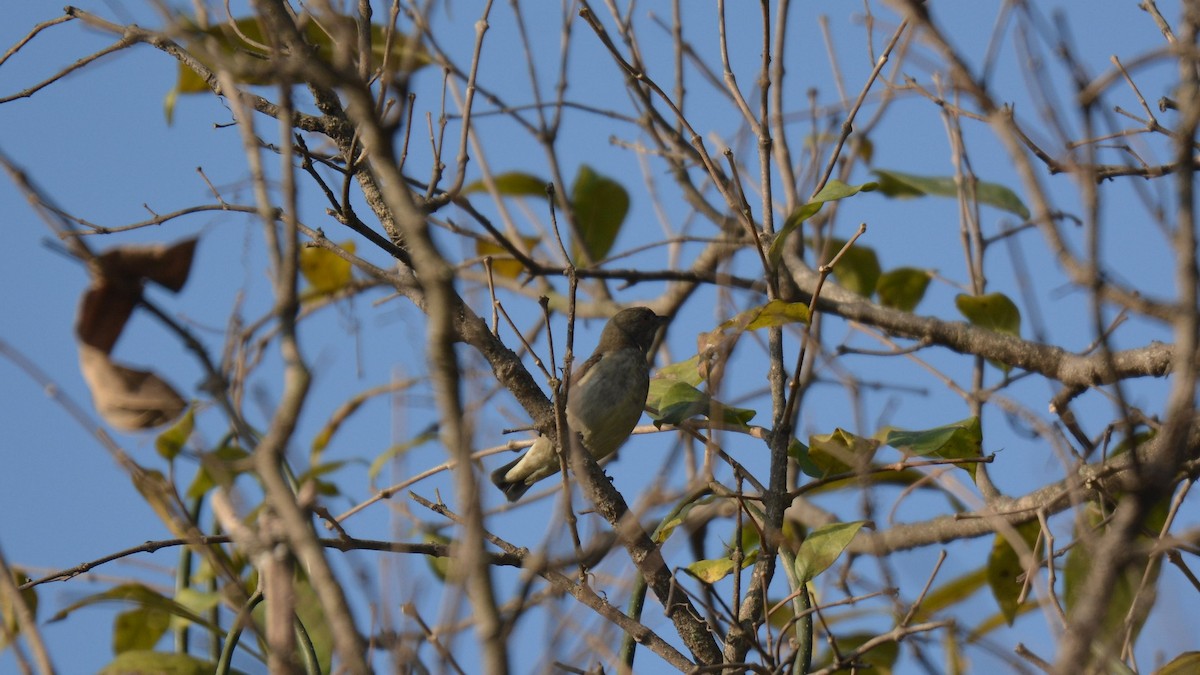 Thick-billed Flowerpecker - ML487612041