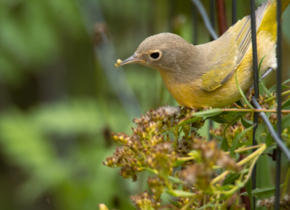 Nashville Warbler - ML487612951