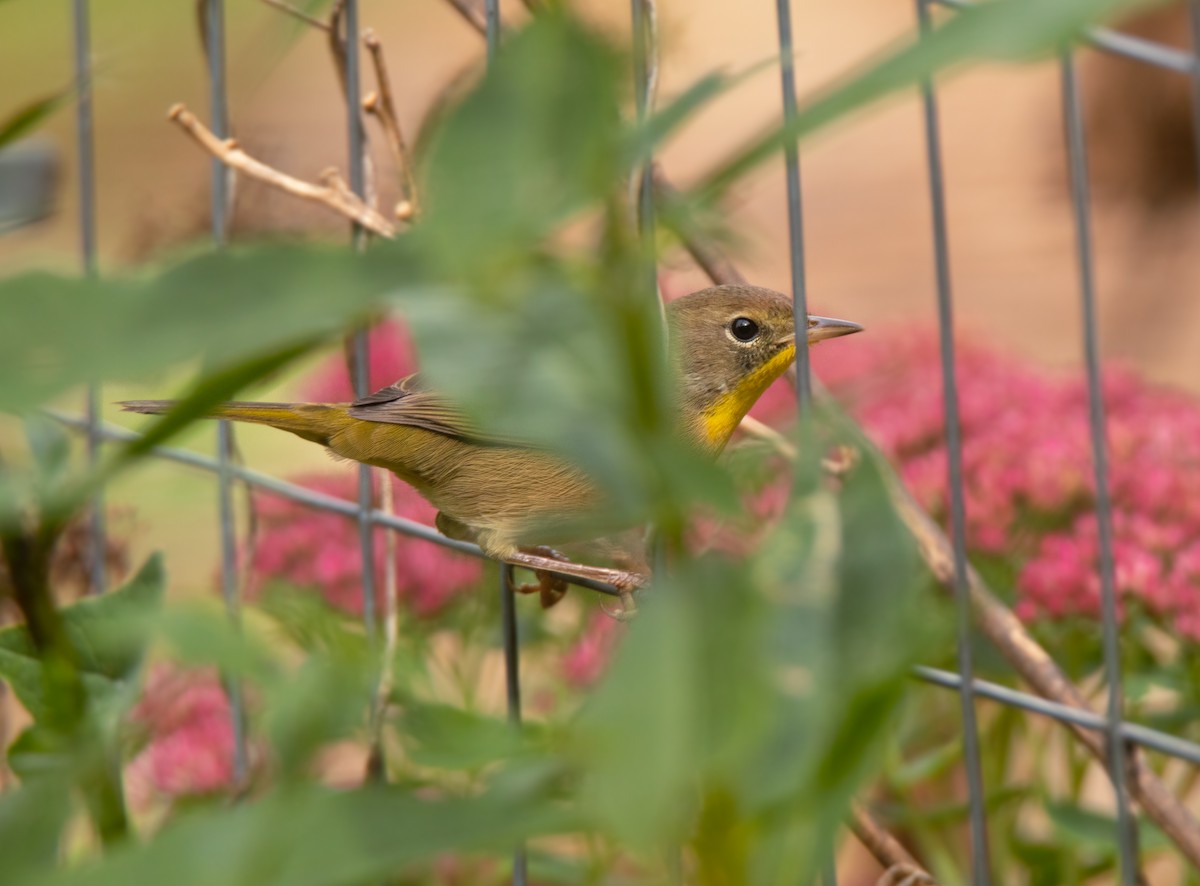 Common Yellowthroat - ML487613011