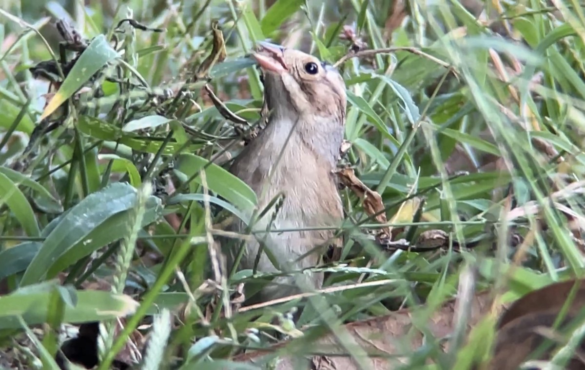 Clay-colored Sparrow - ML487613101