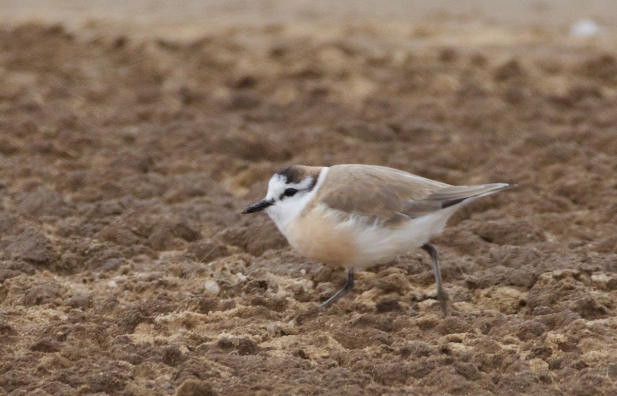 White-fronted Plover - ML487613401