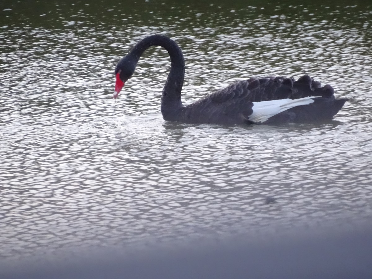 Black Swan - claudine lafrance cohl