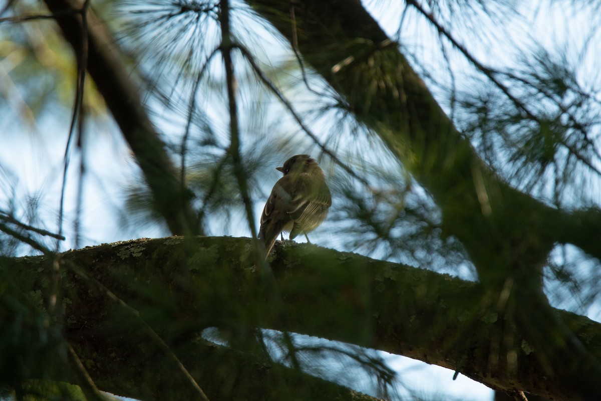 Eastern Phoebe - ML487614571