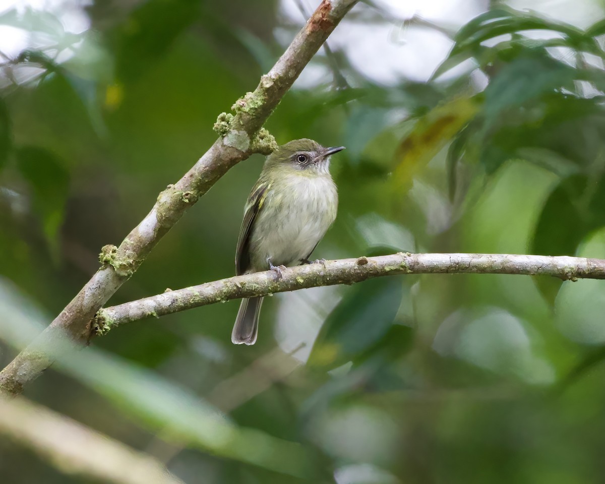 White-bellied Tody-Tyrant - Terence Degan