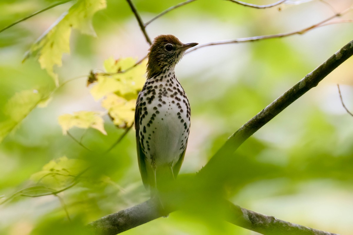 Wood Thrush - ML487618061