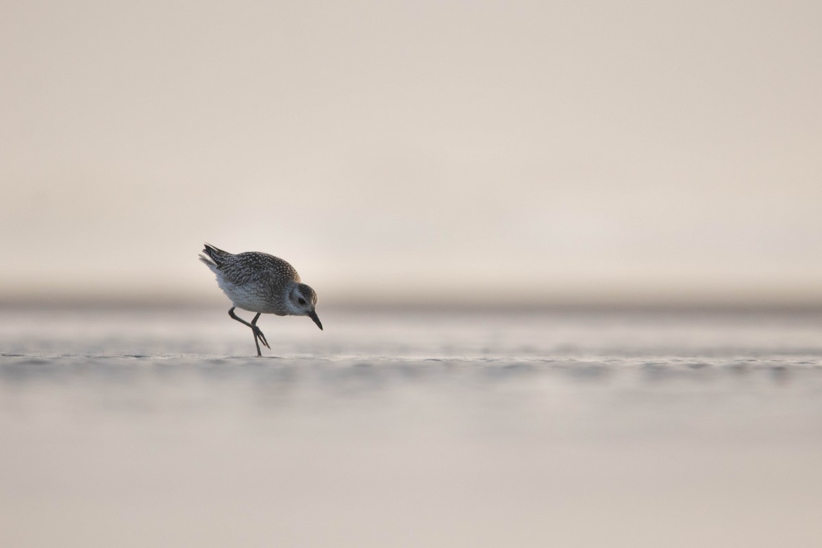 Black-bellied Plover - ML487618341