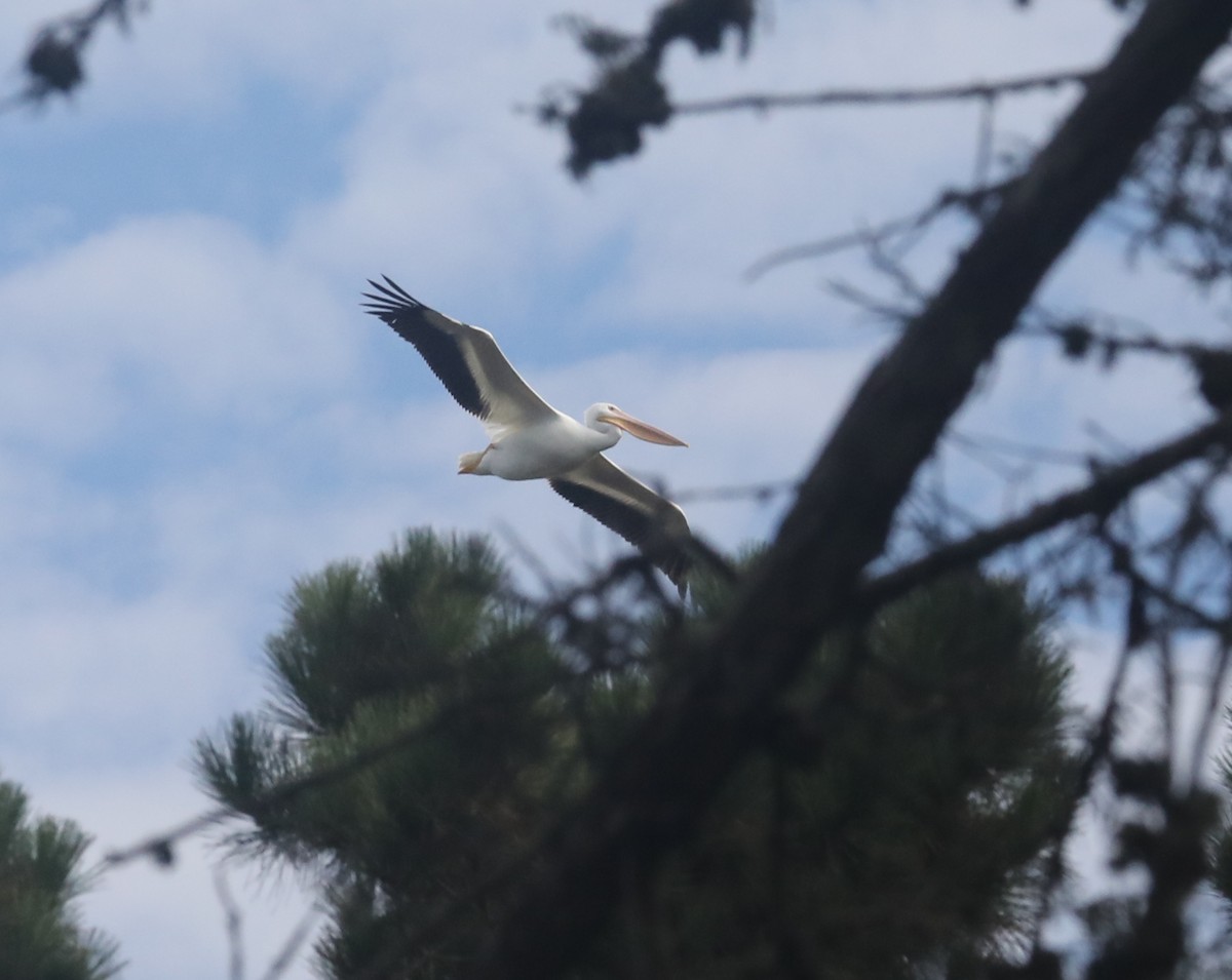 American White Pelican - ML487620761