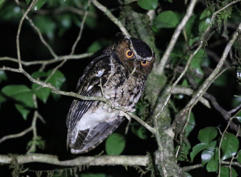 Rajah Scops-Owl - ML487621451