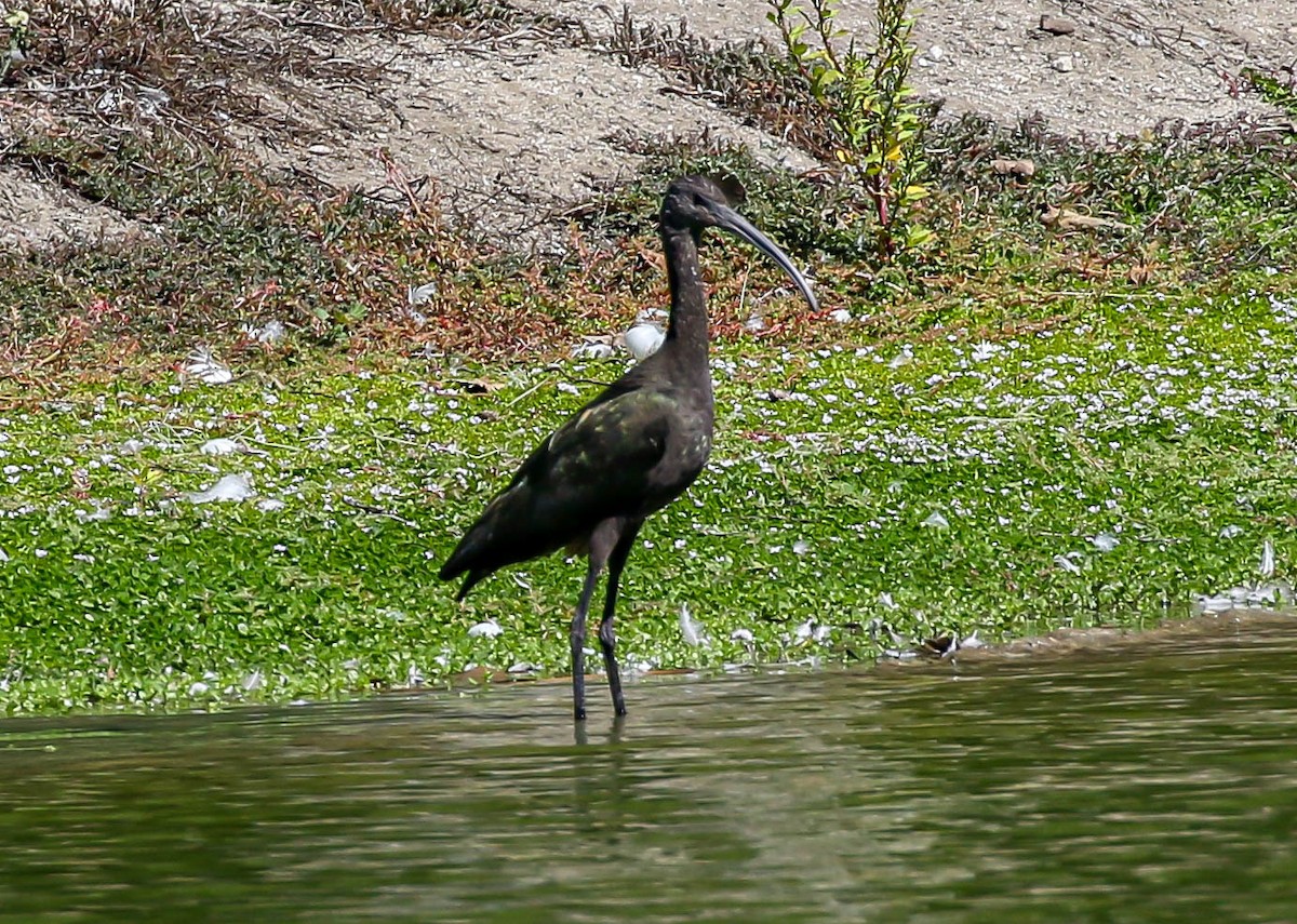 ibis americký - ML487621521