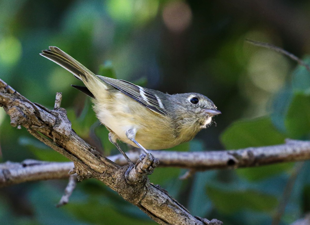 Hutton's Vireo - ML487622241