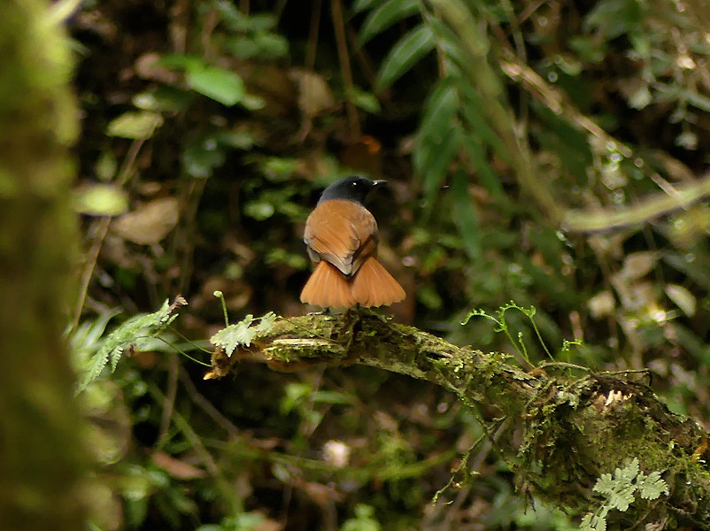 Sumatran Whistling-Thrush - ML487622561