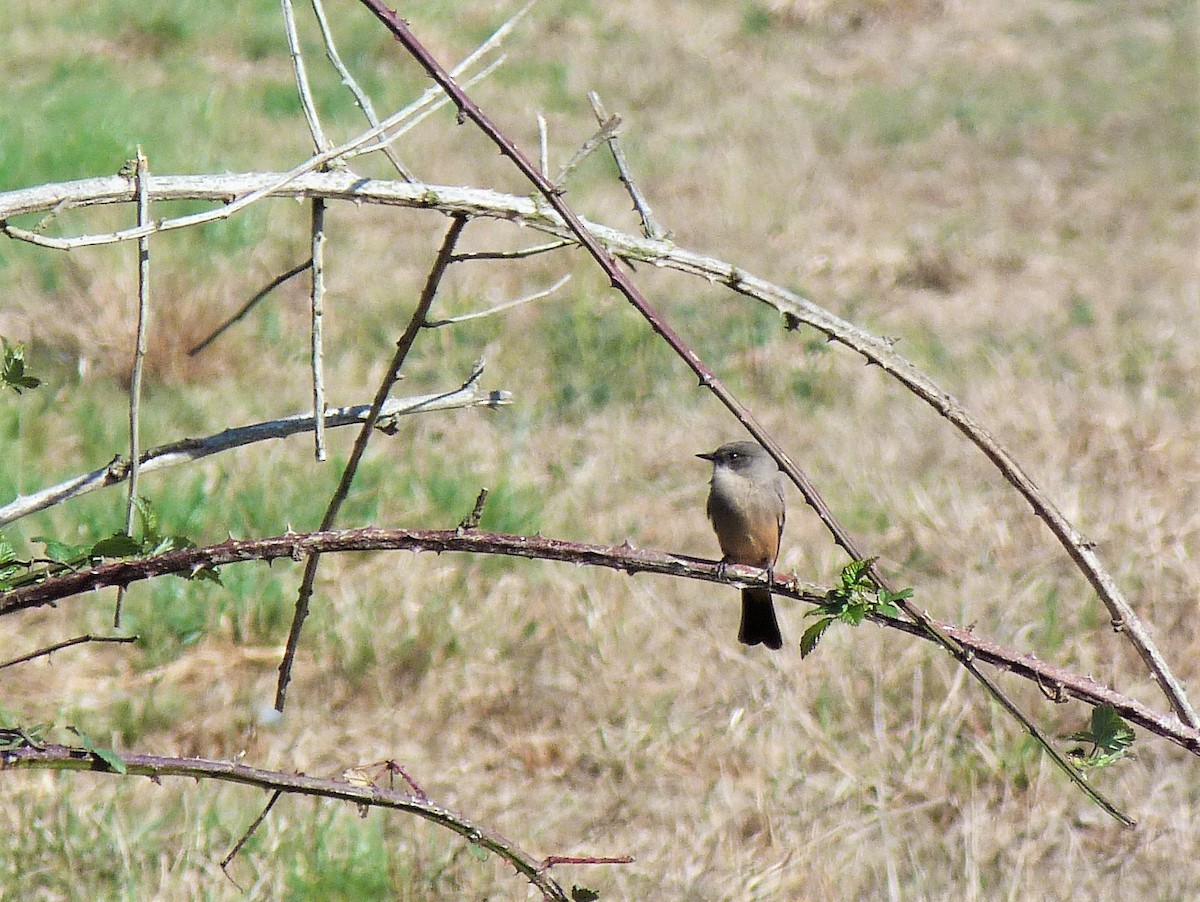 Say's Phoebe - ML487624451