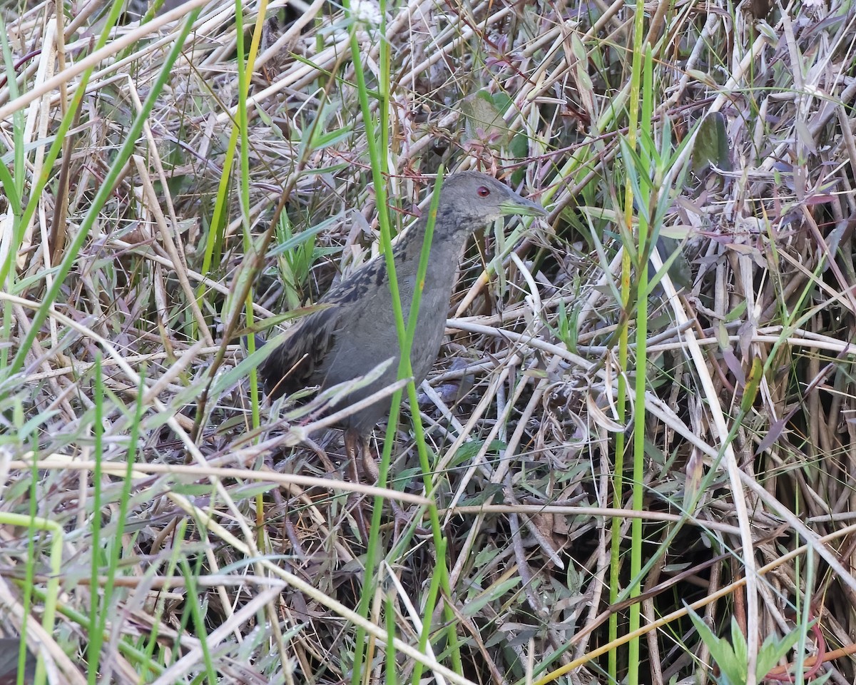 Ash-throated Crake - ML487625721