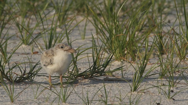 Black Skimmer - ML487626