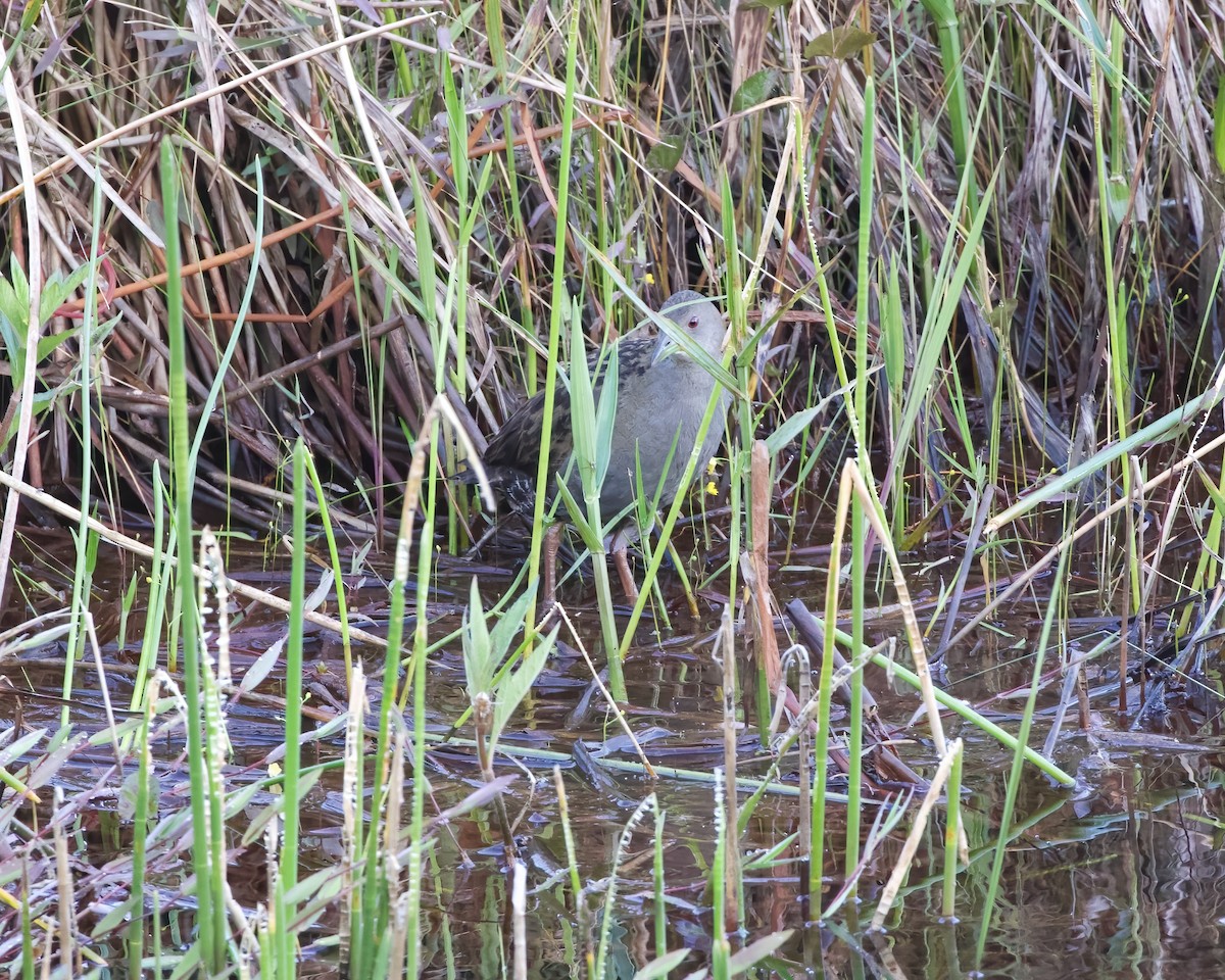 Ash-throated Crake - ML487626081