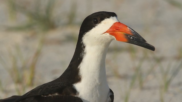 Black Skimmer - ML487629