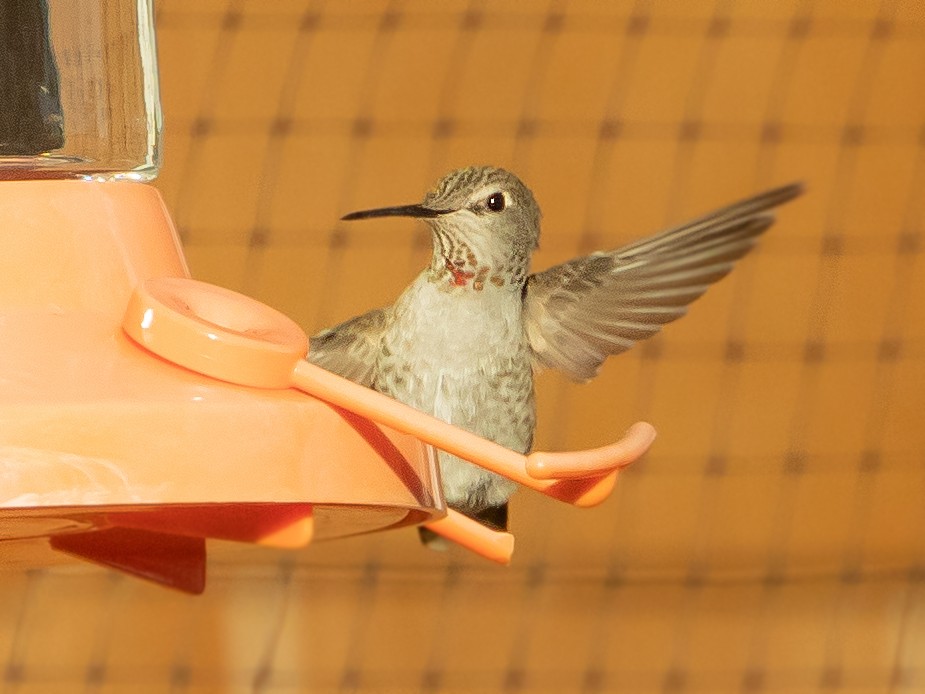 Anna's Hummingbird - ML487629441