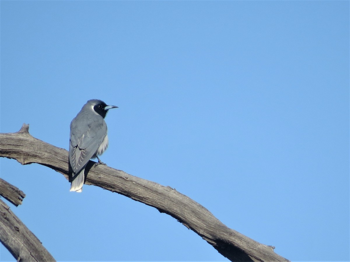 Masked Woodswallow - ML487629521