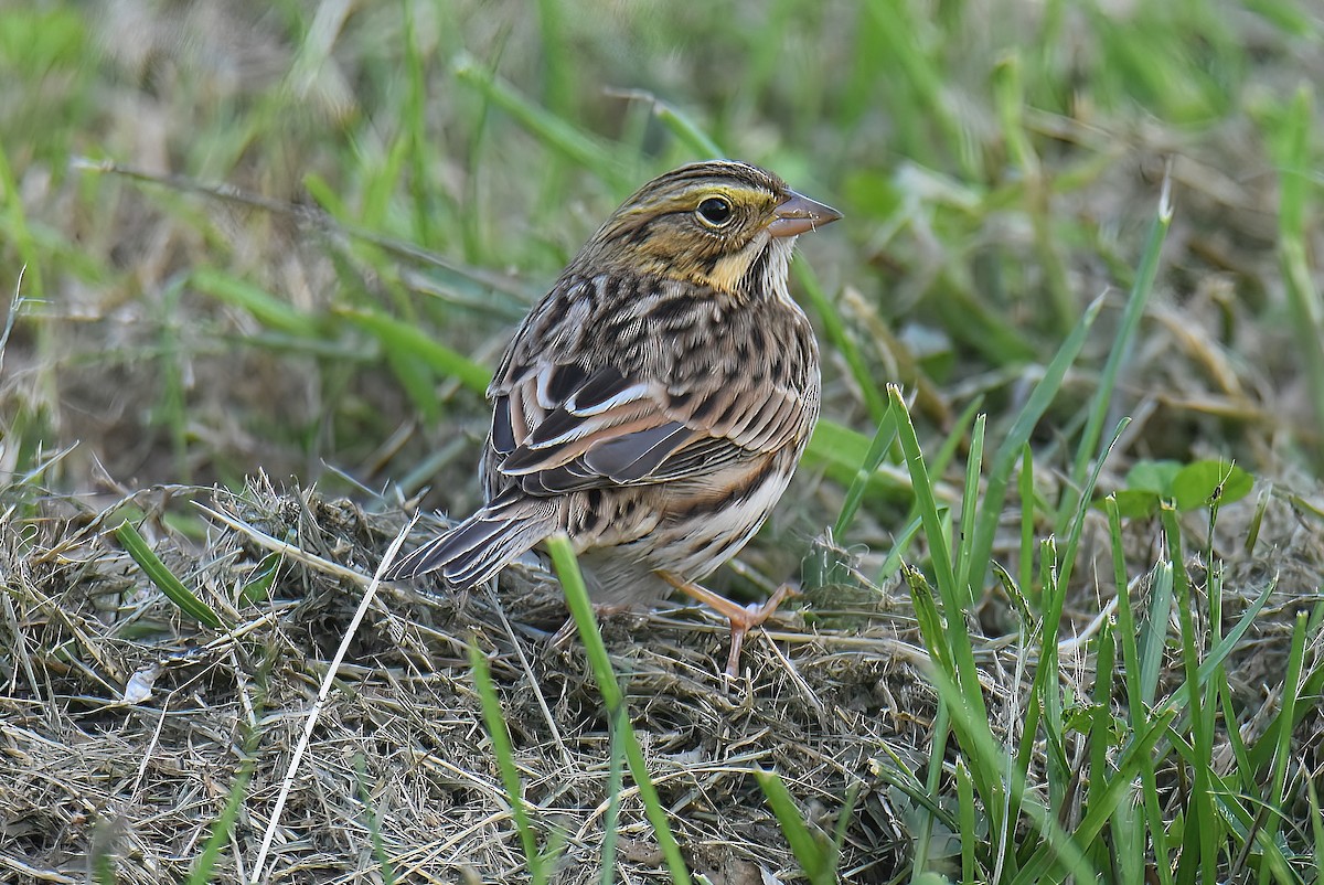 Savannah Sparrow - ML487629611