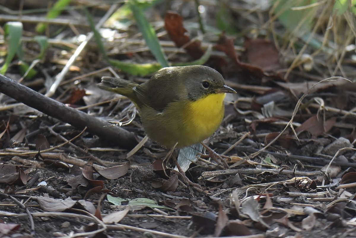 Common Yellowthroat - ML487629741