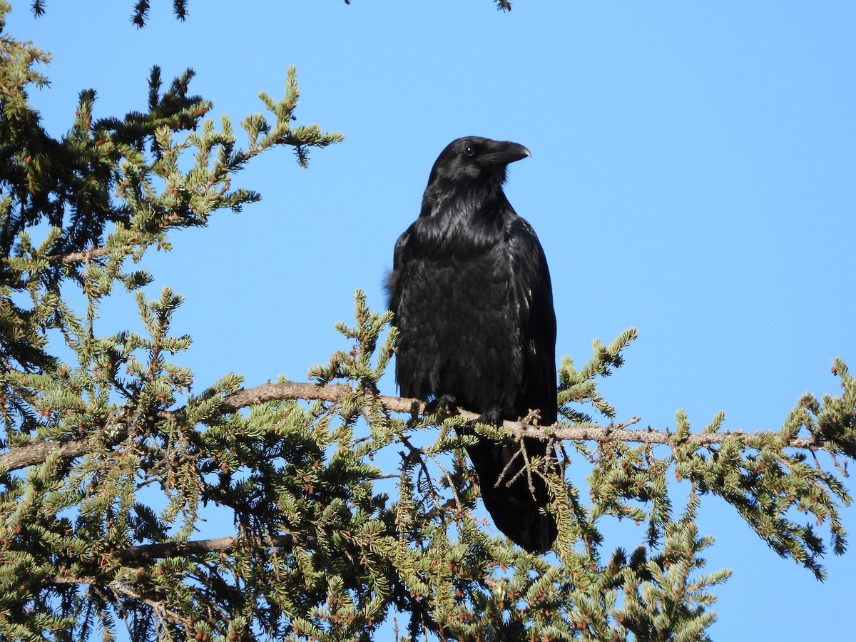 Common Raven - ML487629861