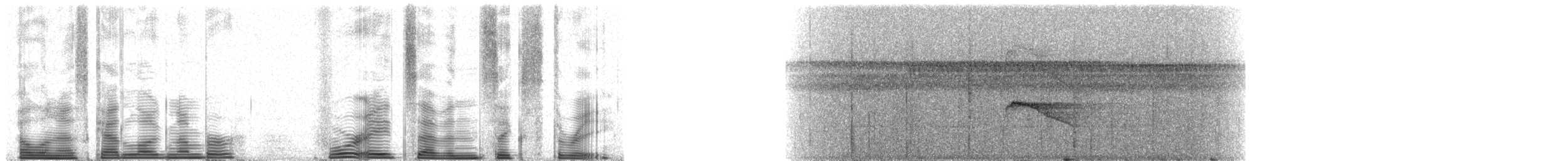 White-plumed Antbird - ML48763