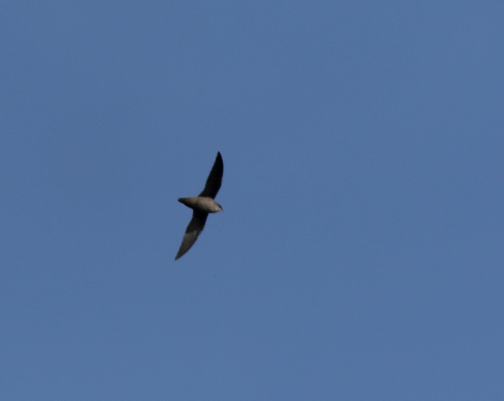 Chimney Swift - ML487631941