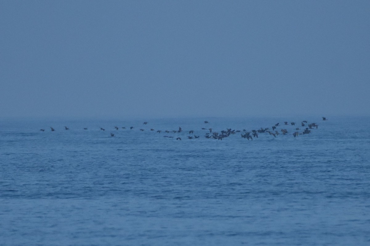 Гялаан билүүс - ML487633101