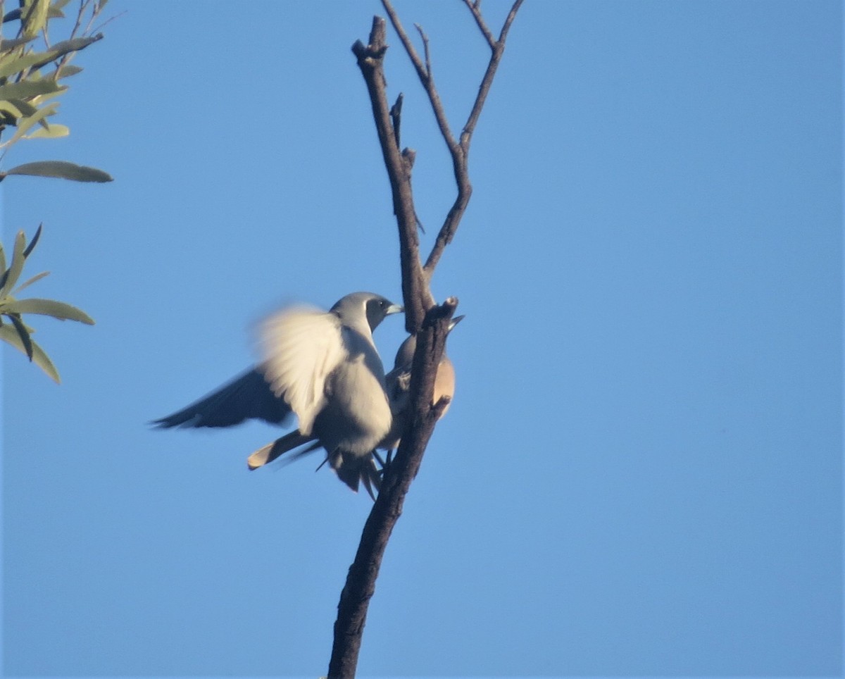 Masked Woodswallow - ML487633941