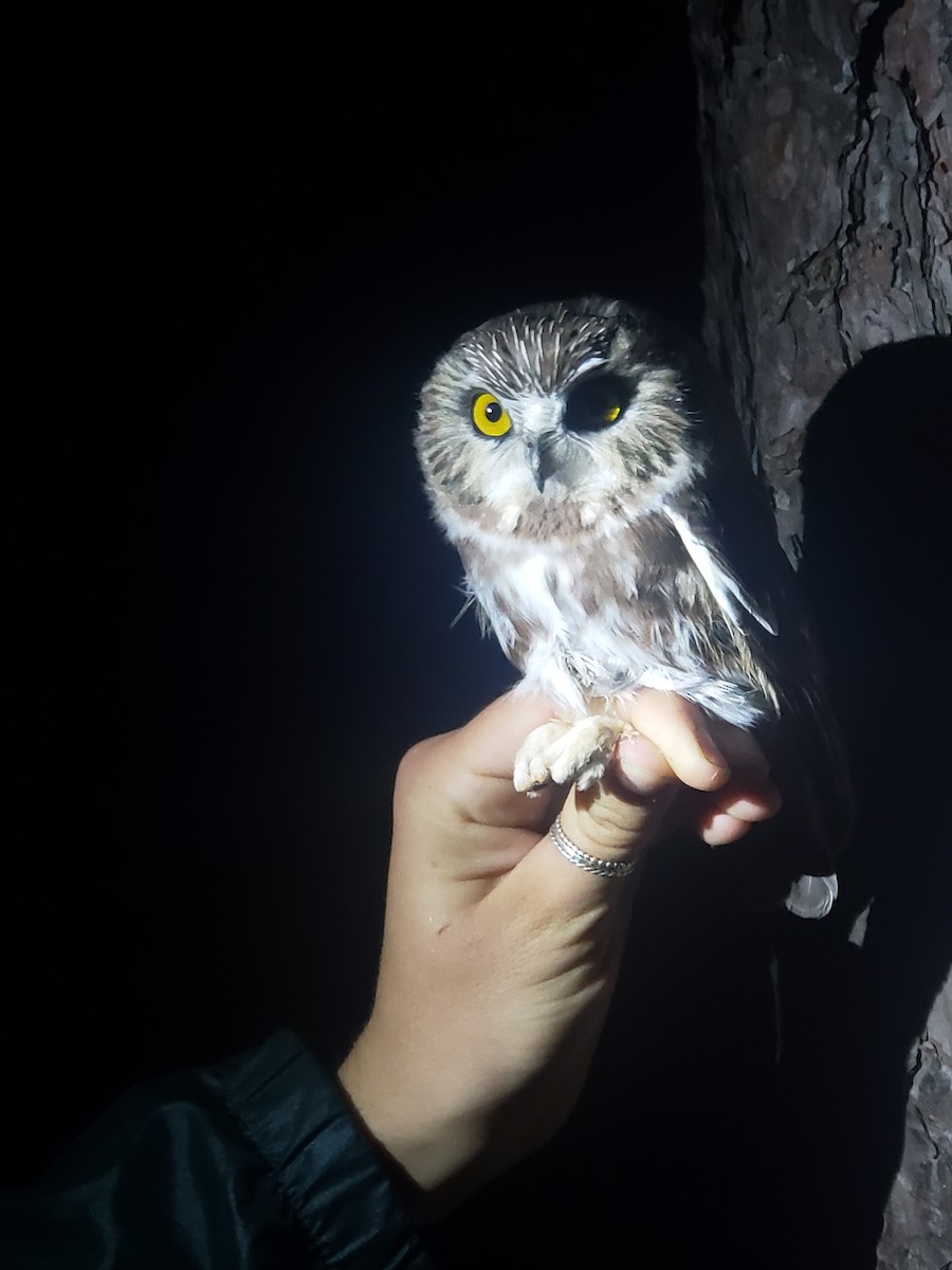 Northern Saw-whet Owl - ML487634461