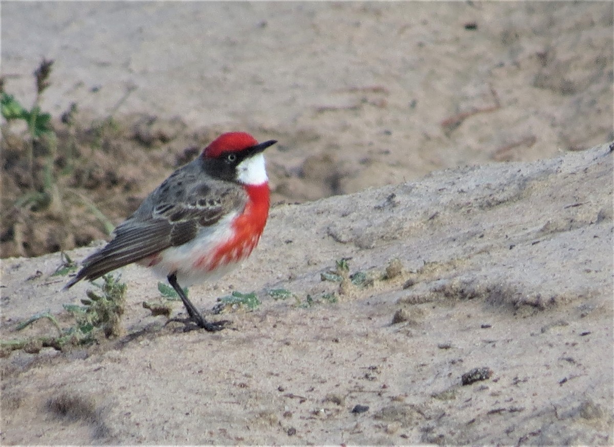 Crimson Chat - ML487634531