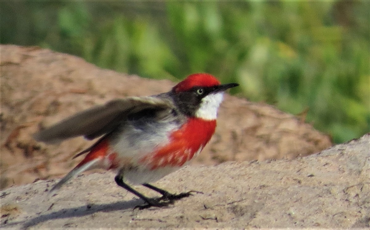 Crimson Chat - ML487634631