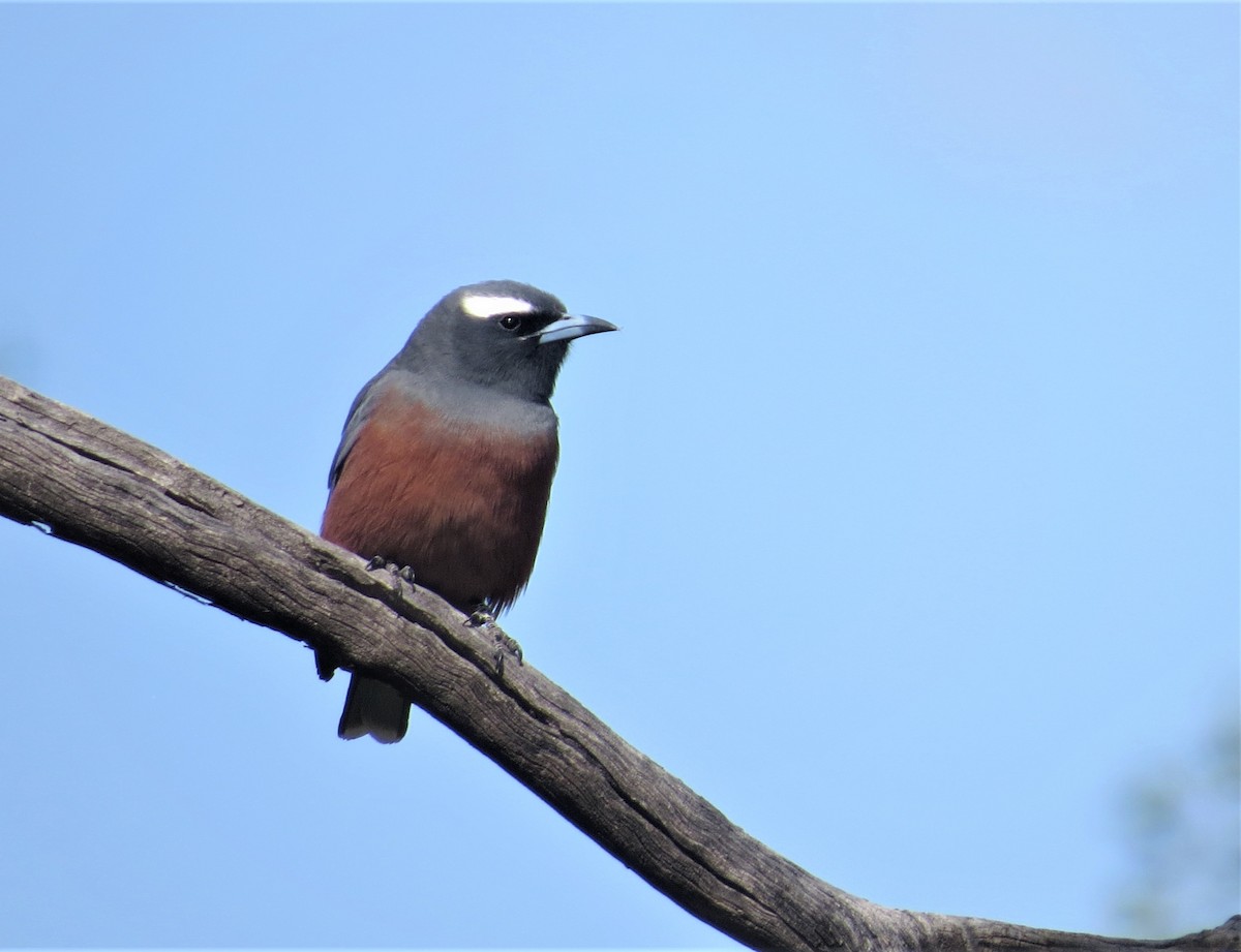 White-browed Woodswallow - ML487634761