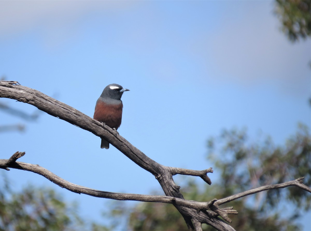 White-browed Woodswallow - ML487634781