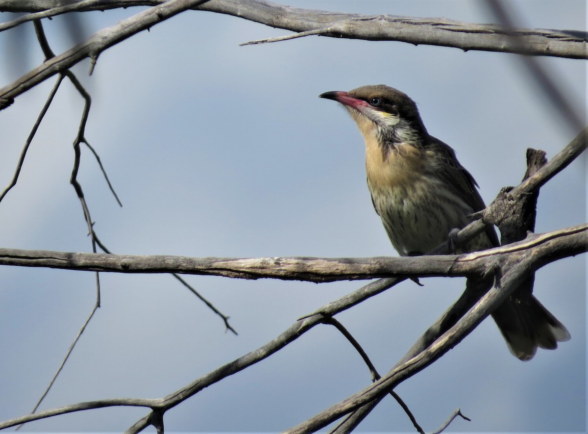 Spiny-cheeked Honeyeater - ML487634861