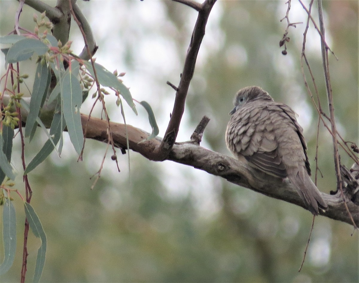 Peaceful Dove - ML487634961