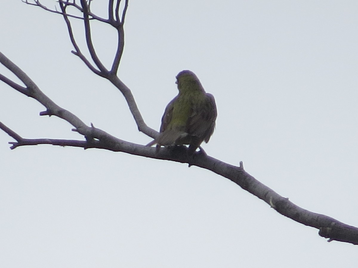 Olive-backed Oriole - ML487634981