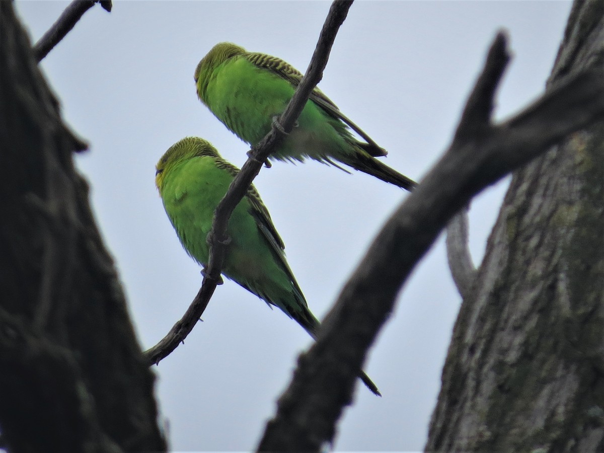 Budgerigar - ML487635031