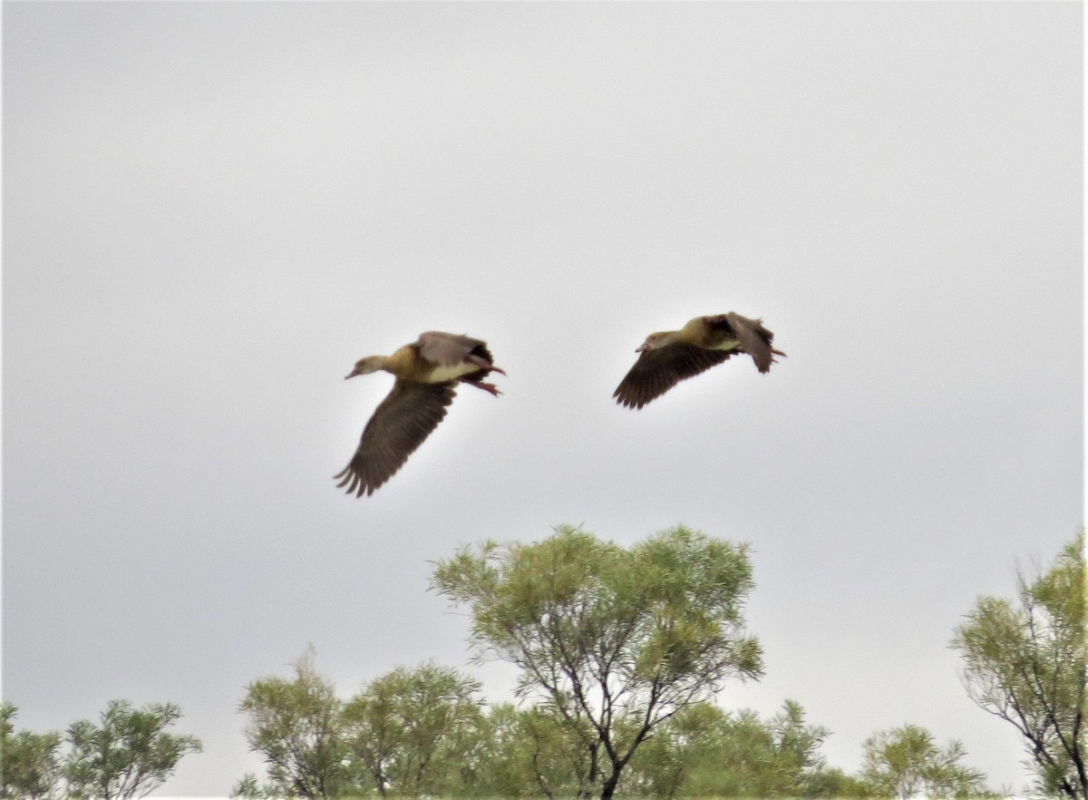 Plumed Whistling-Duck - ML487635121