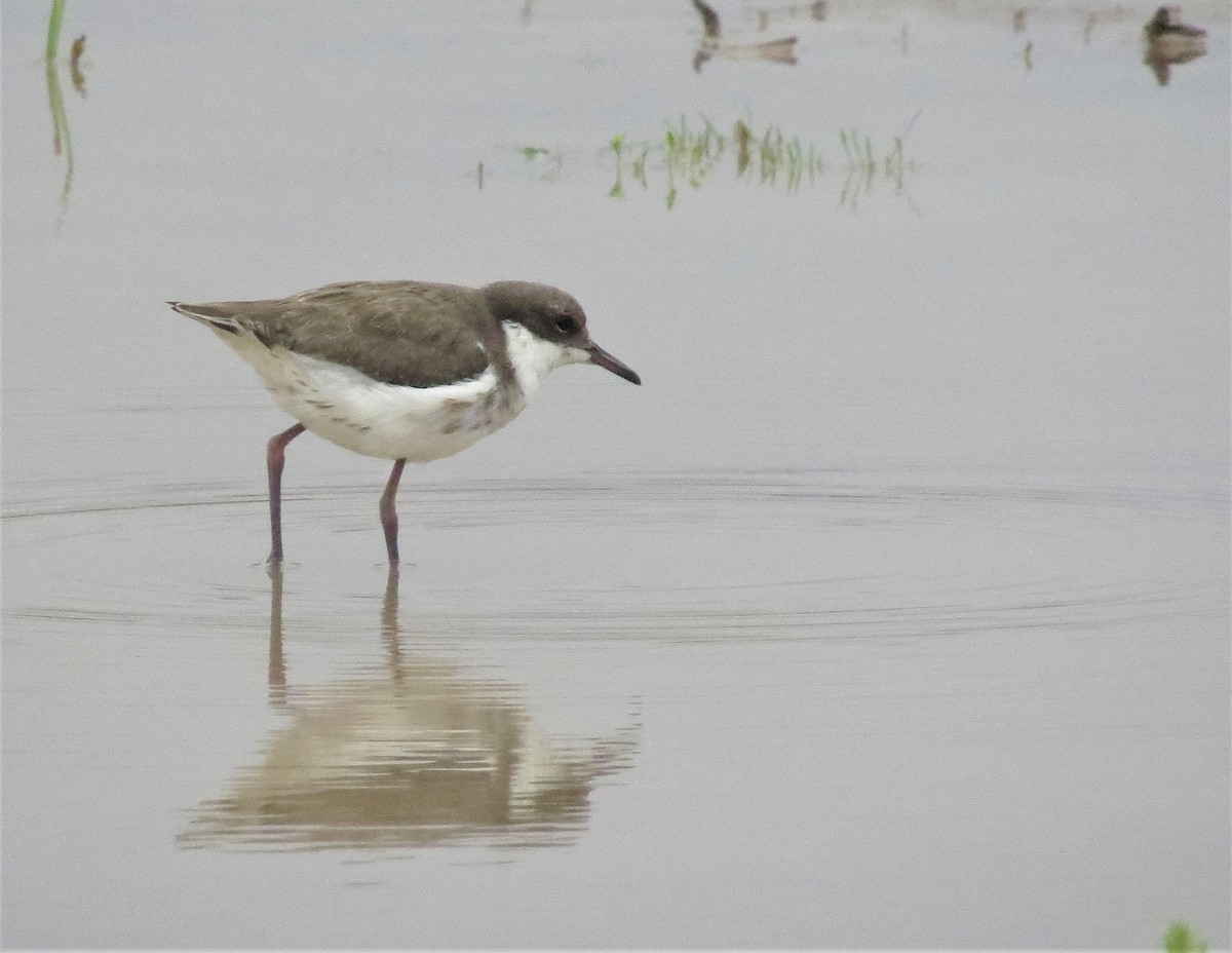 Red-kneed Dotterel - ML487635151