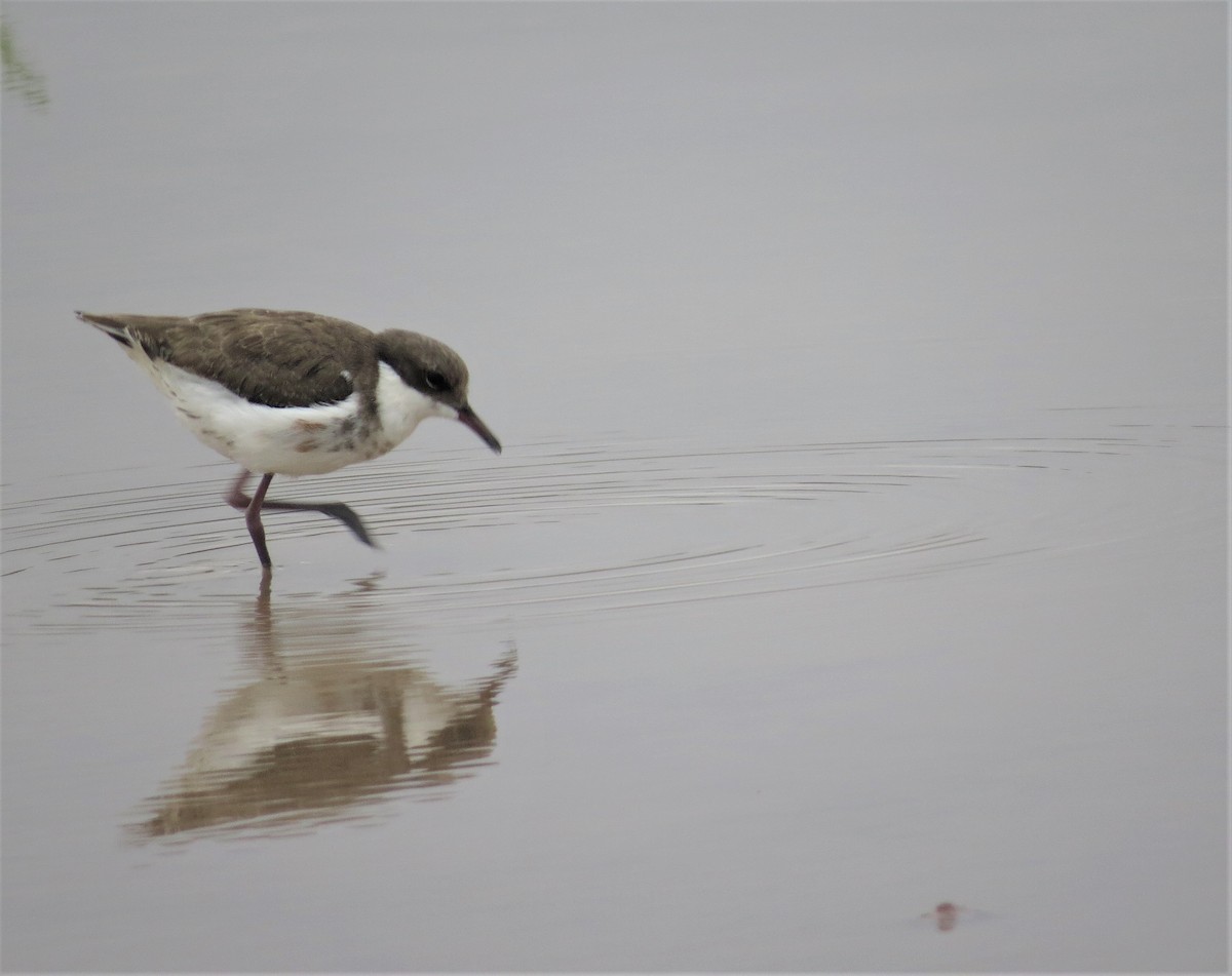 Red-kneed Dotterel - ML487635171