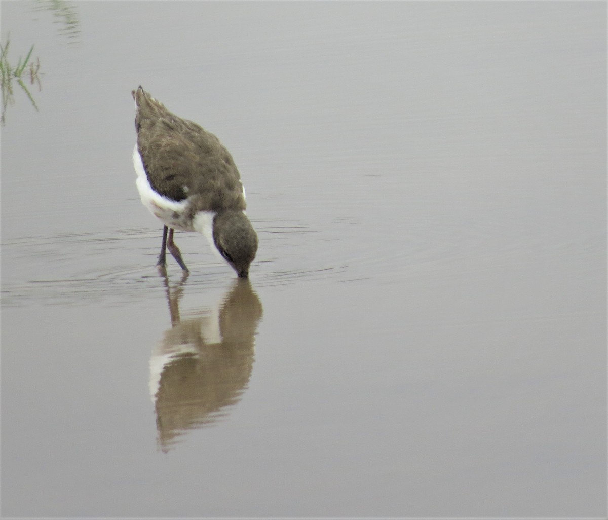 Red-kneed Dotterel - ML487635181