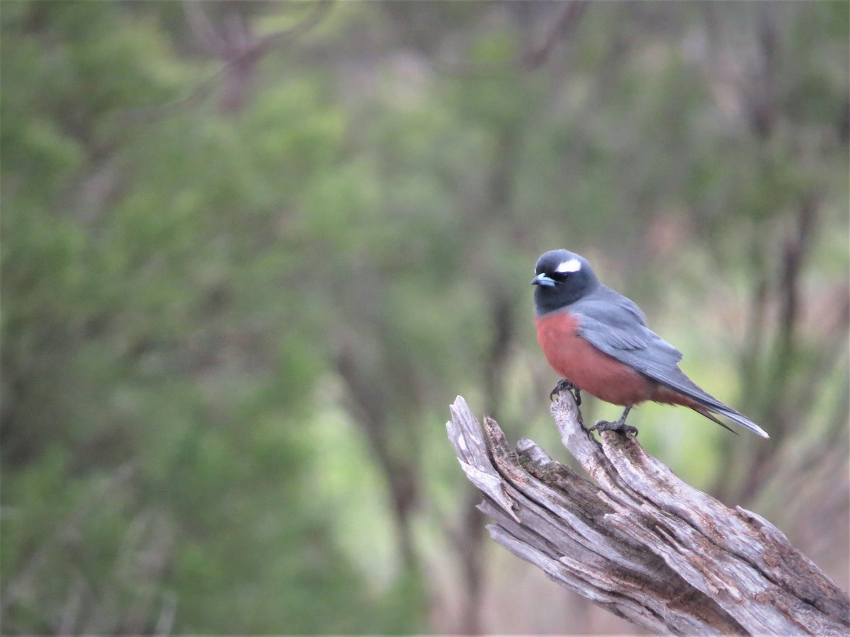 White-browed Woodswallow - ML487635271