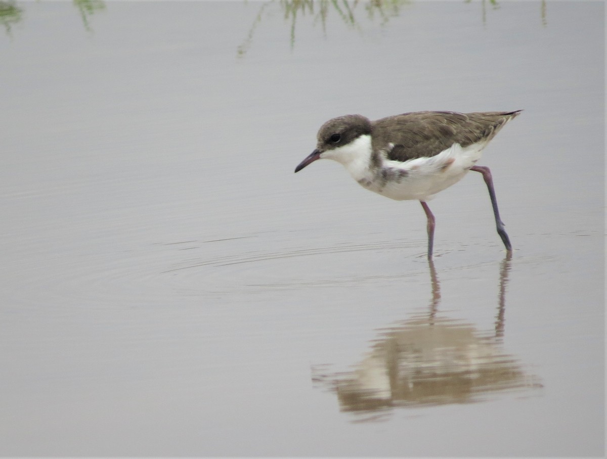 Red-kneed Dotterel - ML487635371